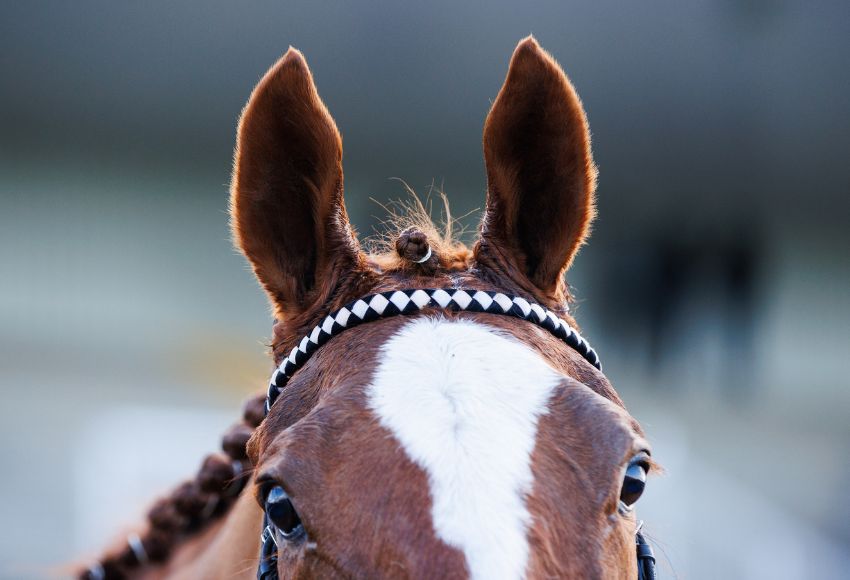 Horse at Navan with ears pricked up 